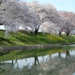 2009年4月3日岐阜県各務原市新境川の桜