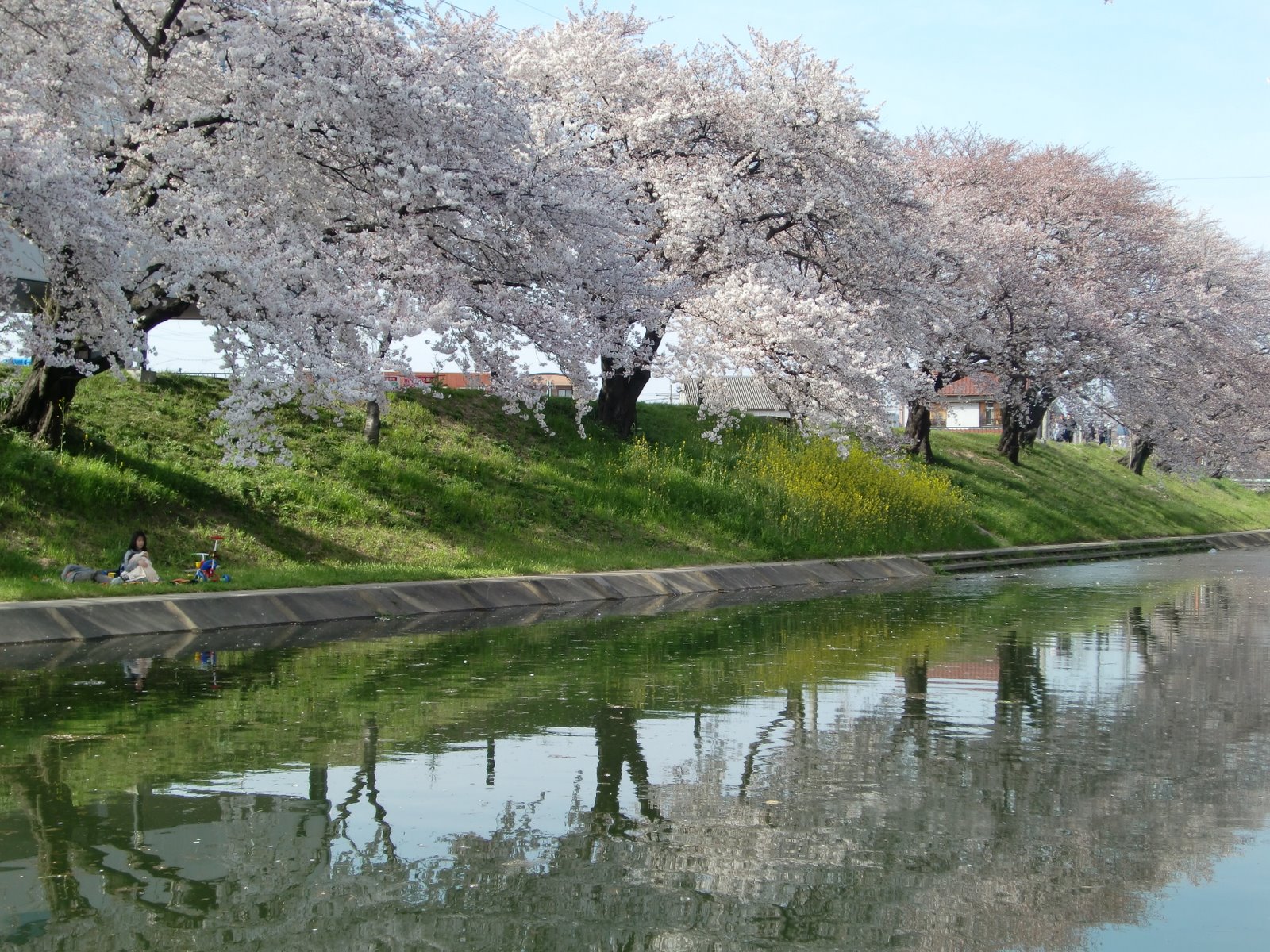 2009年4月3日岐阜県各務原市新境川の桜