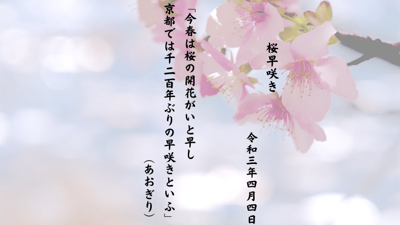 桜早咲き