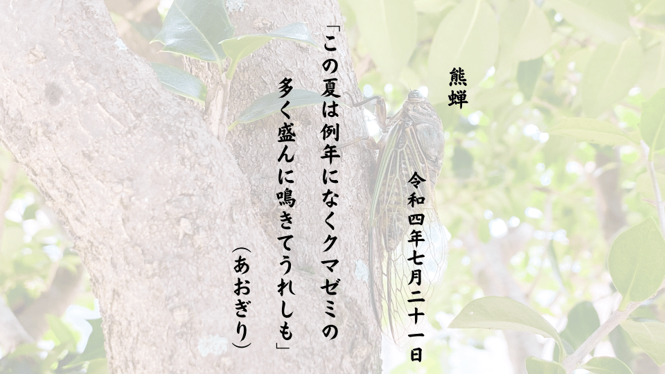 この夏は例年になくクマゼミの多く盛んに鳴きてうれしも