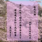 桜花の海