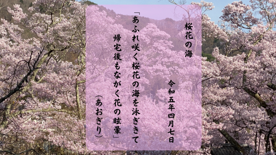 あふれ咲く桜花の海を泳ぎきて帰宅後もながく花の眩