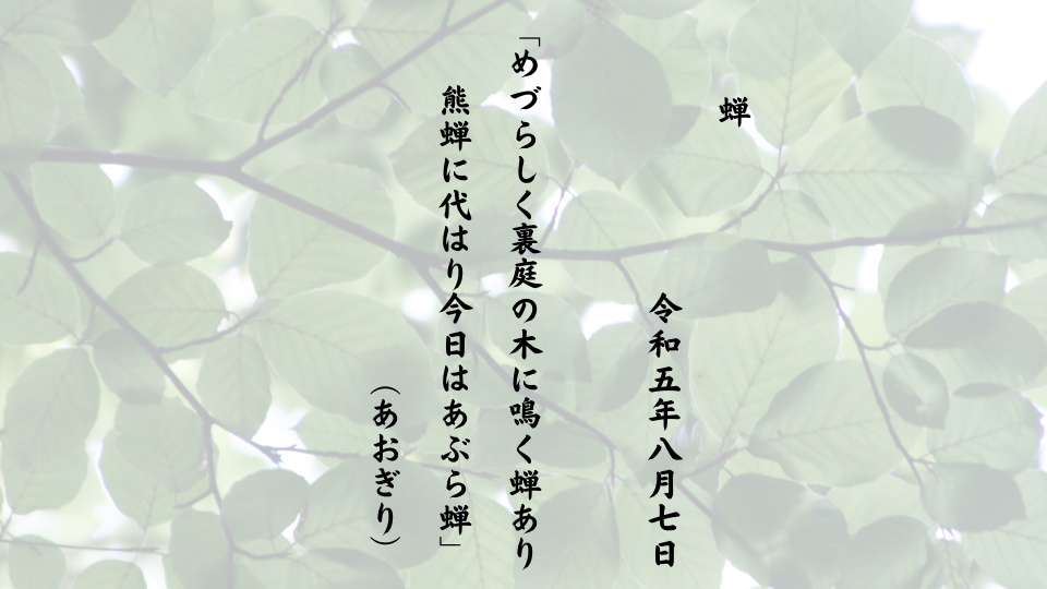 めづらしく裏庭の木に鳴く蝉あり熊蝉に代はり今日はあぶら蝉