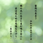 黐の木にあまた雀が鳴き合ふに姿は見えぬ不思議なりけり