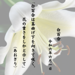 白百合は茎曲げ下を向きて咲く。花の重さをしかと示して