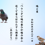 ベランダで鳩の番ひが睦み合ふ近くで雀らはひたすら餌食む