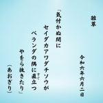 気付かぬ間にセイダカアワダチソウがベランダの隅に直（すぐ）立つ　やをら抜きたり