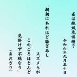 朝朝にあれほど騒ぎゐしスズメらがこのごろほとんど見掛けず不穏なり