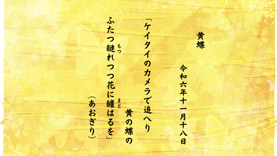 ケイタイのカメラで追へり黄の蝶のふたつ縺（もつ）れつつ花に纏（まと）はるを