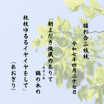 朝まだき微風のありて黐の木（モチノキ）の枝枝ゆるるイヤイヤをして
