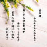 雀にやる餌を野鳩が食ひつくすゆゑ雀のみ通す網にて防御