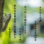 なつかしや朝はやくよりクマゼミの声ひびき来る近くの公園から