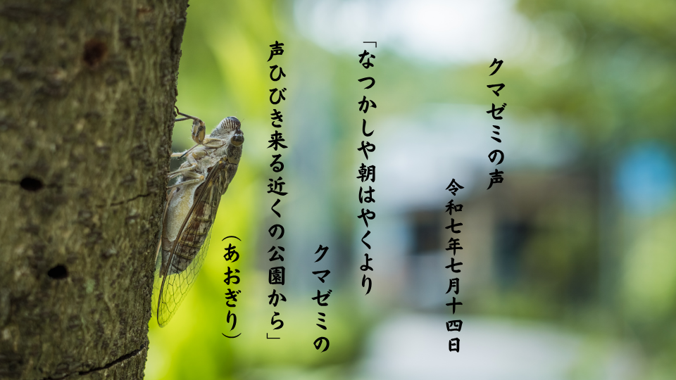 なつかしや朝はやくよりクマゼミの声ひびき来る近くの公園から