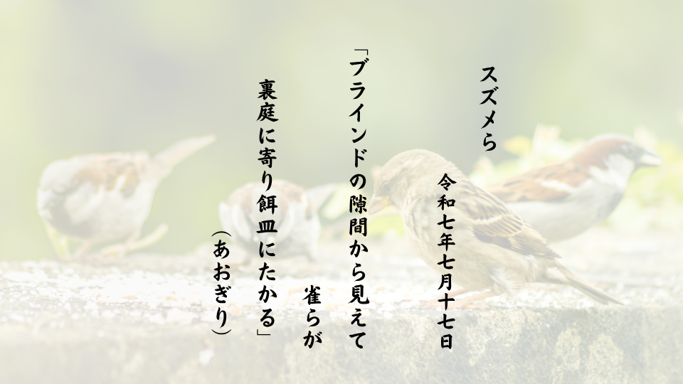 ブラインドの隙間から見えて雀らが裏庭に寄り餌皿にたかる