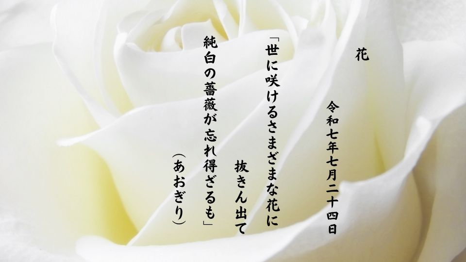 世に咲けるさまざまな花に抜きん出て純白の薔薇が忘れ得ざるも