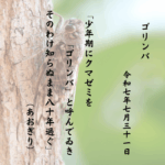 さかんに鳴くクマゼミの声をとらむとす途端んに鳴き止む意志あるごとく