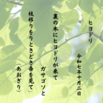 裏の木にヒヨドリが来てガサゴソと枝移りをりときどき吾を見て