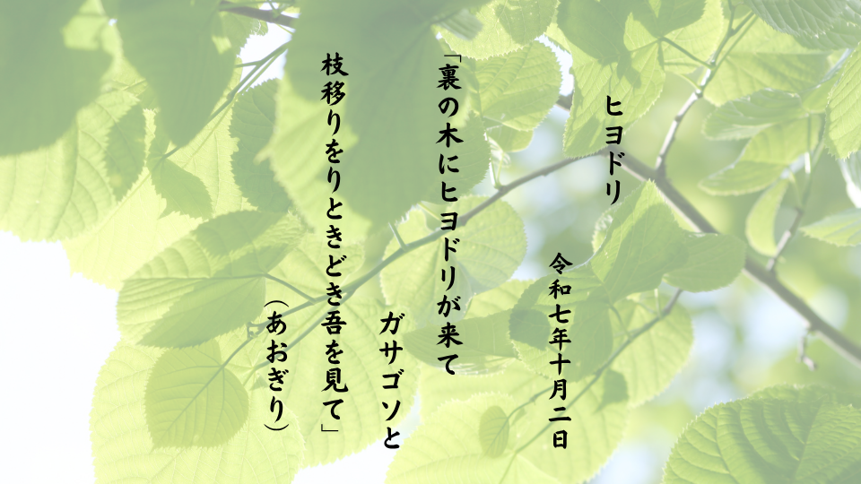 裏の木にヒヨドリが来てガサゴソと枝移りをりときどき吾を見て