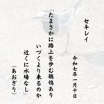 たまさかに路上を歩む鶺鴒ありいづくより来るのか近くに水場なし