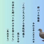 このごろスズメら食欲旺盛と思ひきやおほかた野バトがエサを食ふらし