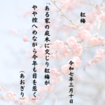 ある家の庭木に交じり紅梅がやや控へめながら今年も目を惹く
