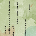 黐の木にヒヨドリが二羽やってきて吾を見て飛び去るをスズメら見送る