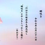 川沿ひの桜並木も開花近し‘胴咲き’とやらもしつかりと観む