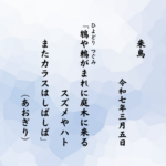 鵯（ひよどり）や鶫（つぐみ）がまれに庭木に来るスズメやハトまたカラスはしばしば