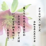 羞じらひの花と言はむかクリスマス・ローズはいづれも下向き咲けり