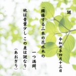 隣接する二本の花水木の一つ満開、他は青葉少し この差は謎なり