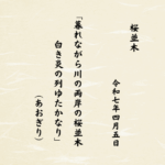 暮れながら川の両岸の桜並木白き炎の列ゆたかなり