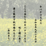 こころ当たりのキバナコスモス咲く園に来て妻と散歩す秋の陽のもとに