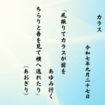 尻振りてカラスが前をあゆみ行くちらりと吾を見て横へ逸れたり