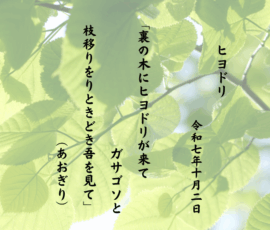 裏の木にヒヨドリが来てガサゴソと枝移りをりときどき吾を見て